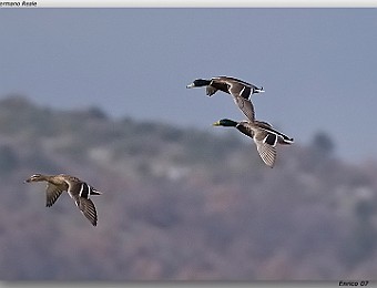 Animali 033